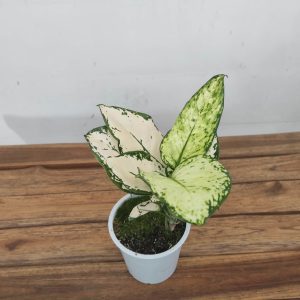 Aglaonema - V.12