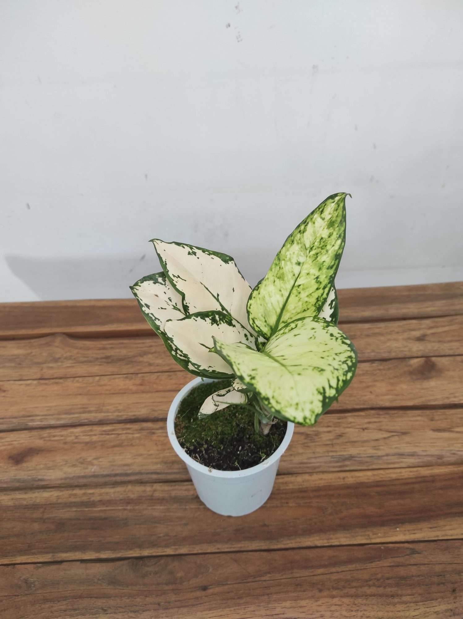 Aglaonema - V.12