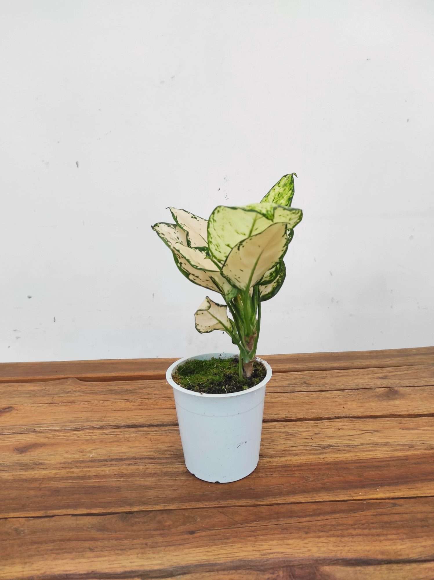 Aglaonema - V.12 - Image 2