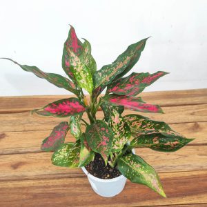 Aglaonema - V.12