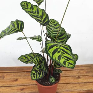 Calathea Makoyana - V.19