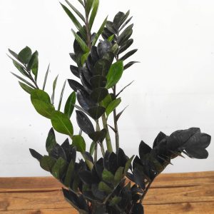 Zamioculcas Zamiifolia Raven - V.17