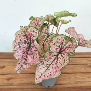 Caladium Splash Of Wine - V.12
