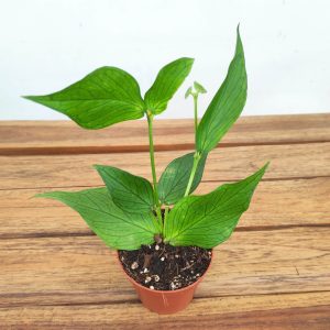 Hoya 'Polyneura' - V.8