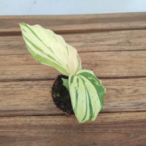 Kaempferia Pulchra Variegata - V.8