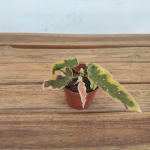 Begonia Dainty Spray Sport Variegata - V.8