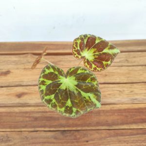 Begonia Barsalouxiae - V.8