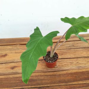 Alocasia 'Boa'- V.8