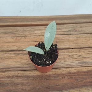 Hoya 'Wilbur Graves Sylver' - V.8