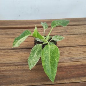 Philodendron 'Giganteum Blizzard Variegata' - V.8