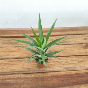 Vriesea 'Osteriana' - V.5