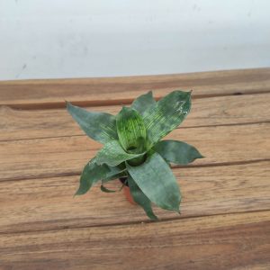 Vriesea 'Nova' - V.5
