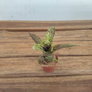 Vriesea 'Pauciflora' - V.5