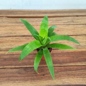 Vriesea 'Ospinae Forest' - V.5