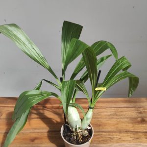 Catasetum 'Verde' Sem Flor - V.12