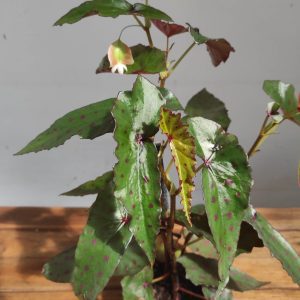 Begonia Maculata - V.12