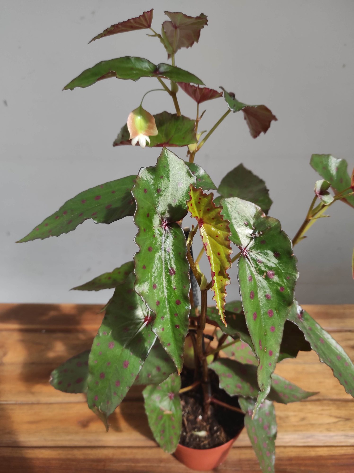 Begonia Maculata - V.12