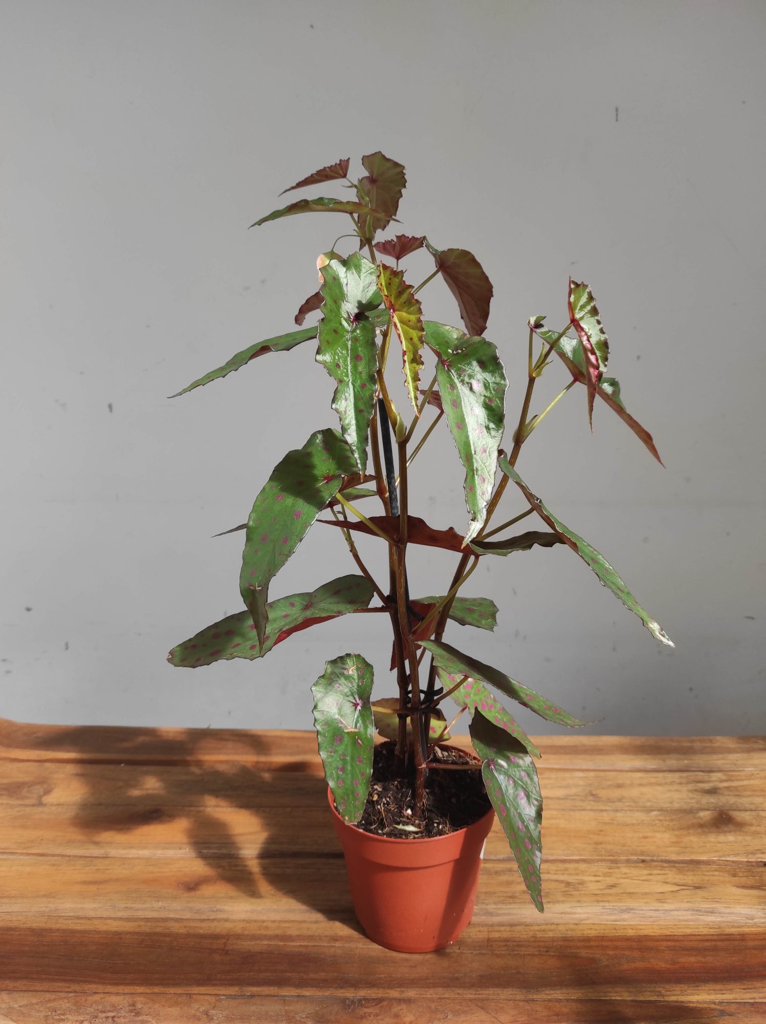 Begonia Maculata - V.12 - Image 2