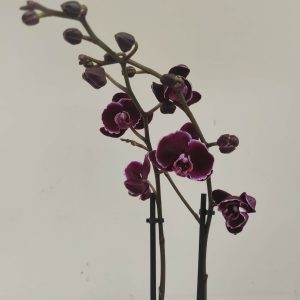 Phalaenopsis - V.12