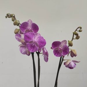 Phalaenopsis - V.12