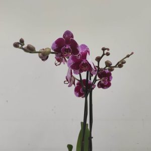 Phalaenopsis - V.12