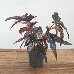 Begonia 'Black Forest' - V.14