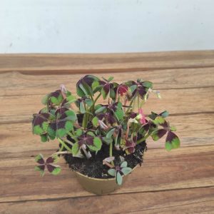 Oxalis Deppei - V.12