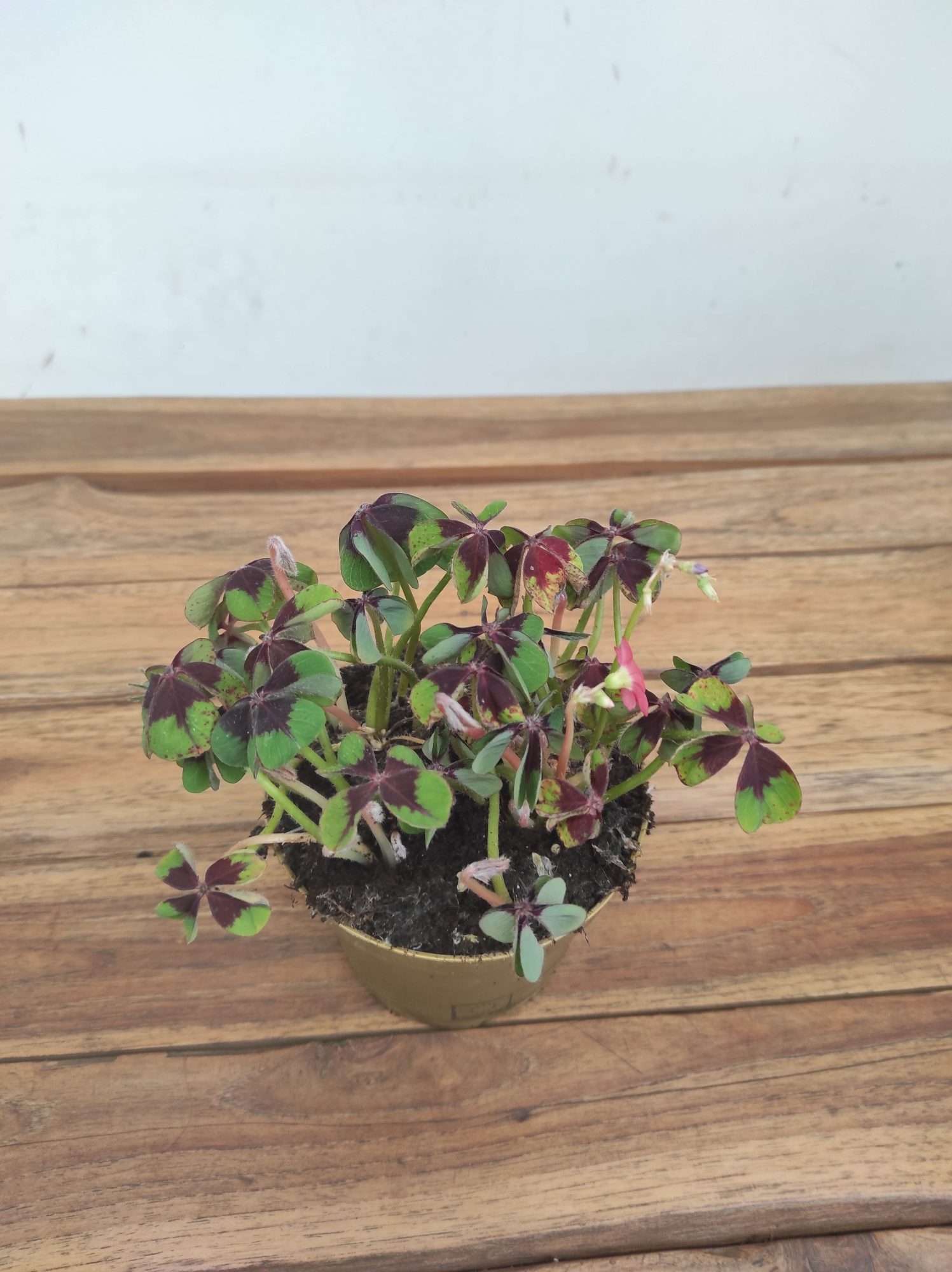 Oxalis Deppei - V.12