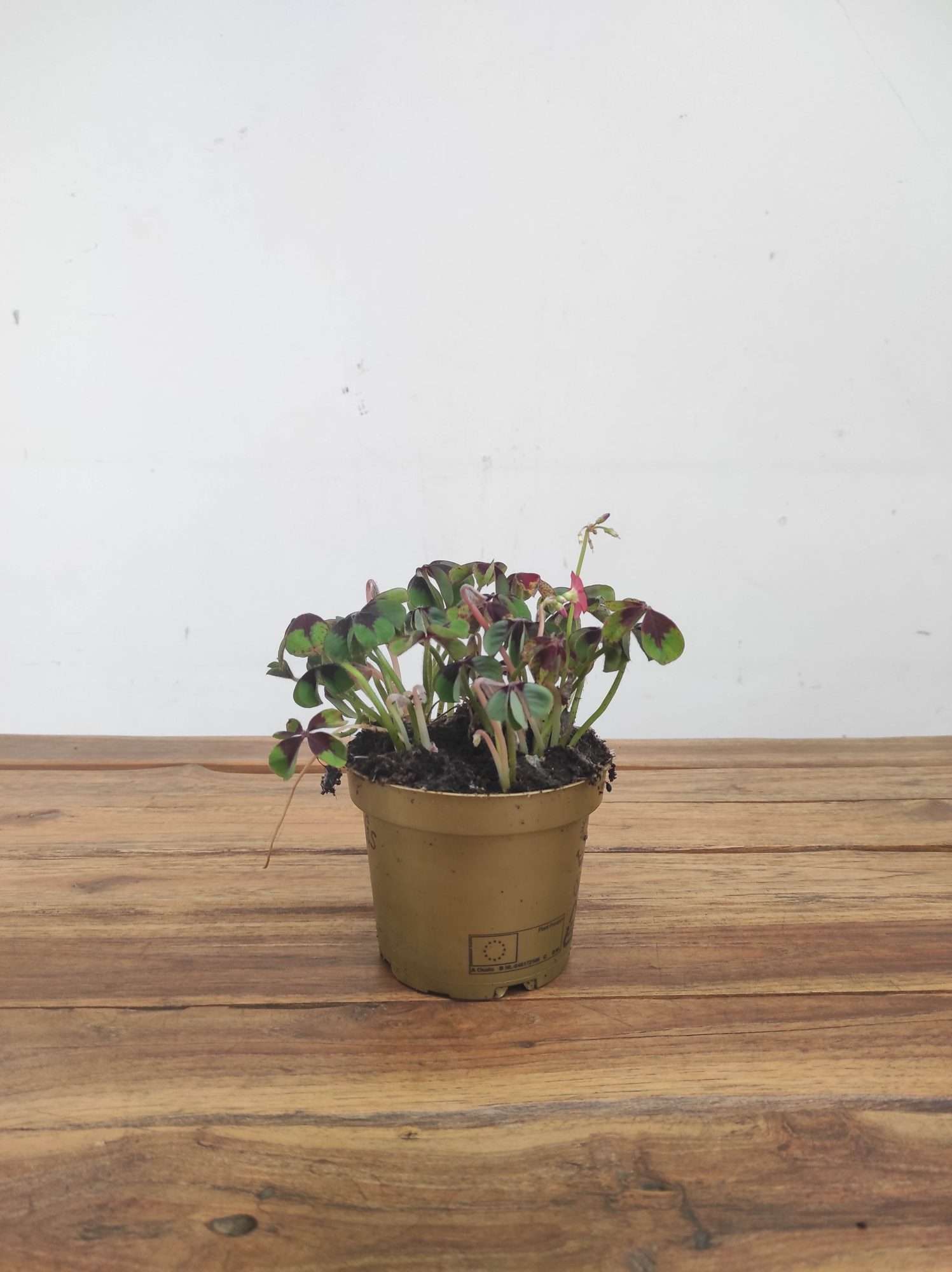 Oxalis Deppei - V.12 - Image 2