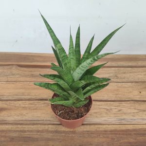 Sansevieria Cylindrica Luxe Mix - V.10