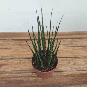 Sansevieria Cylindrica Luxe Mix - V.10