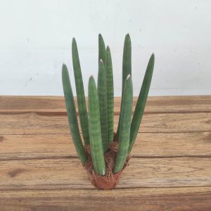 Sansevieria Cylindrica Luxe Mix - V.10
