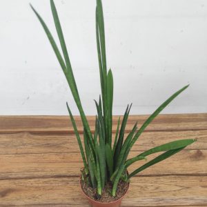 Sansevieria Cylindrica Luxe Mix - V.10