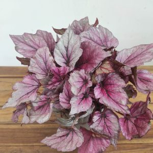 Begonia Rex Beleaf - V.17