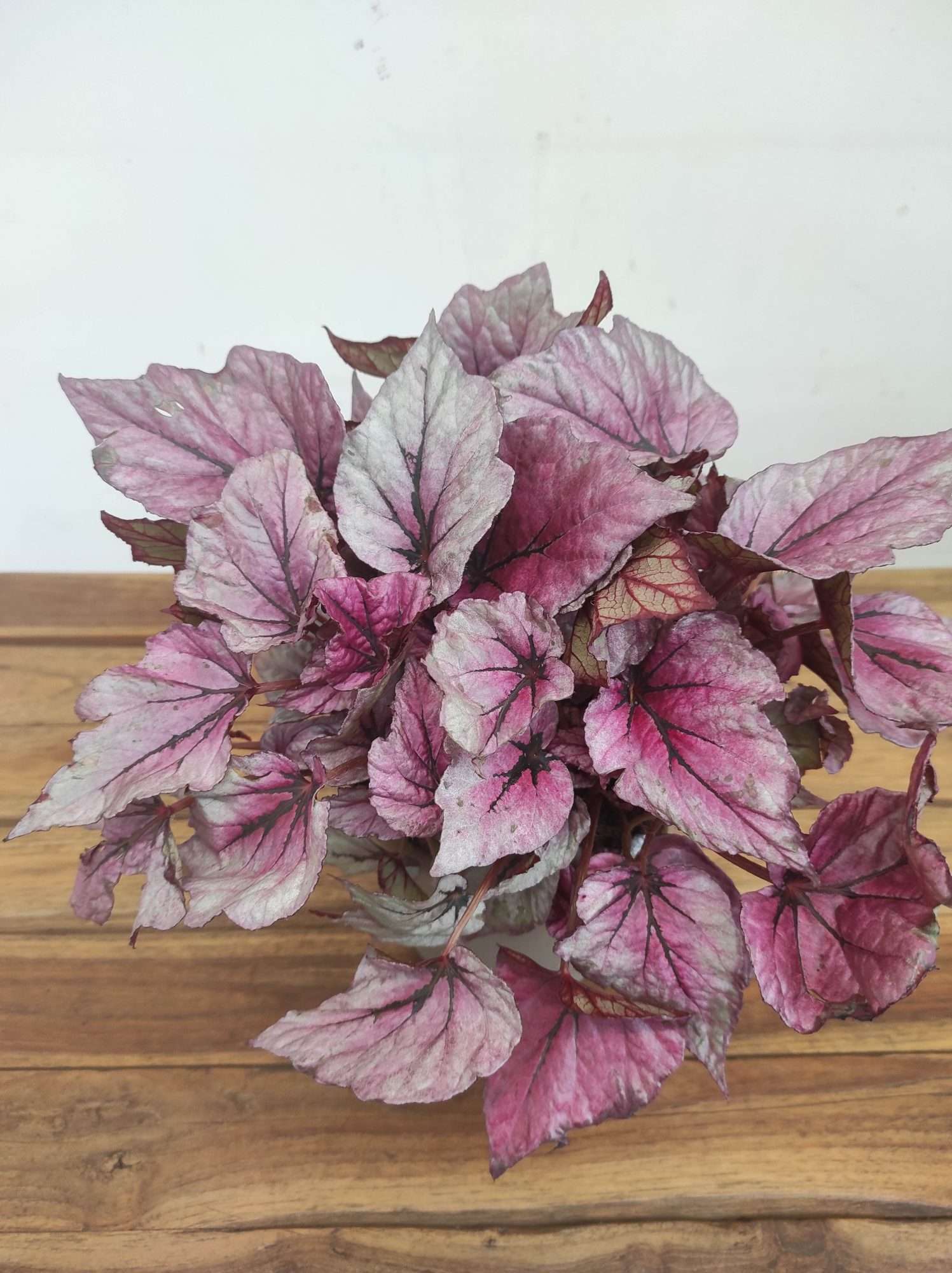 Begonia Rex Beleaf - V.17