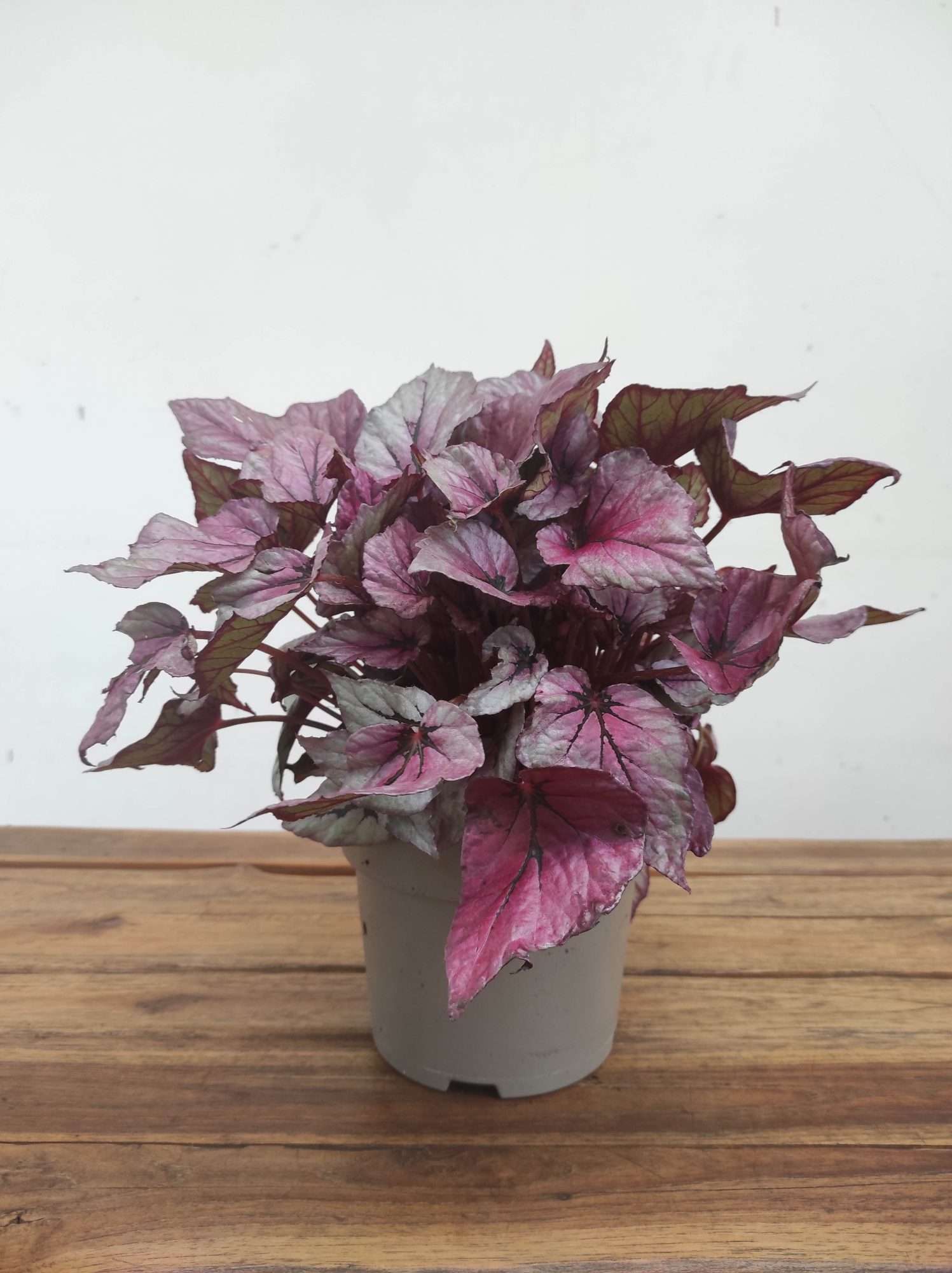 Begonia Rex Beleaf - V.17 - Image 2