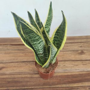 Sansevieria Trifasciata - V.12