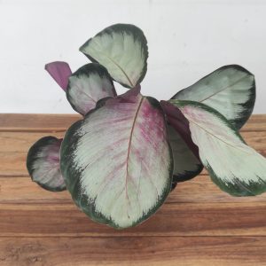 Calathea Roseopicta 'Rosy' - V.12