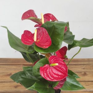 Anthurium Andr. Sunset - V.12
