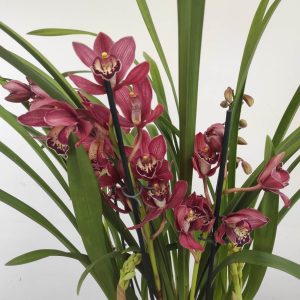 Cymbidium Vermelho - 3/4 Hastes