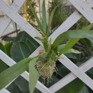 Orchideeën - Montagem Cortiça