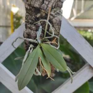 Phalaenopsis Parishi - Montagem Cortiça (Cópia)