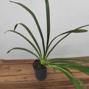 Cymbidium 1 Bolbo - Sem Flor  V.14