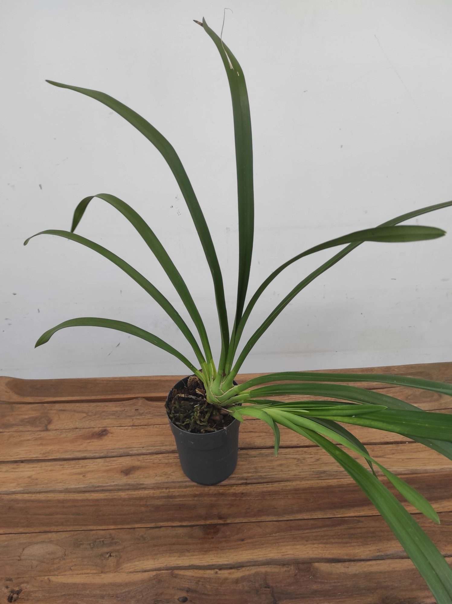 Cymbidium 1 Bolbo - Sem Flor V.14