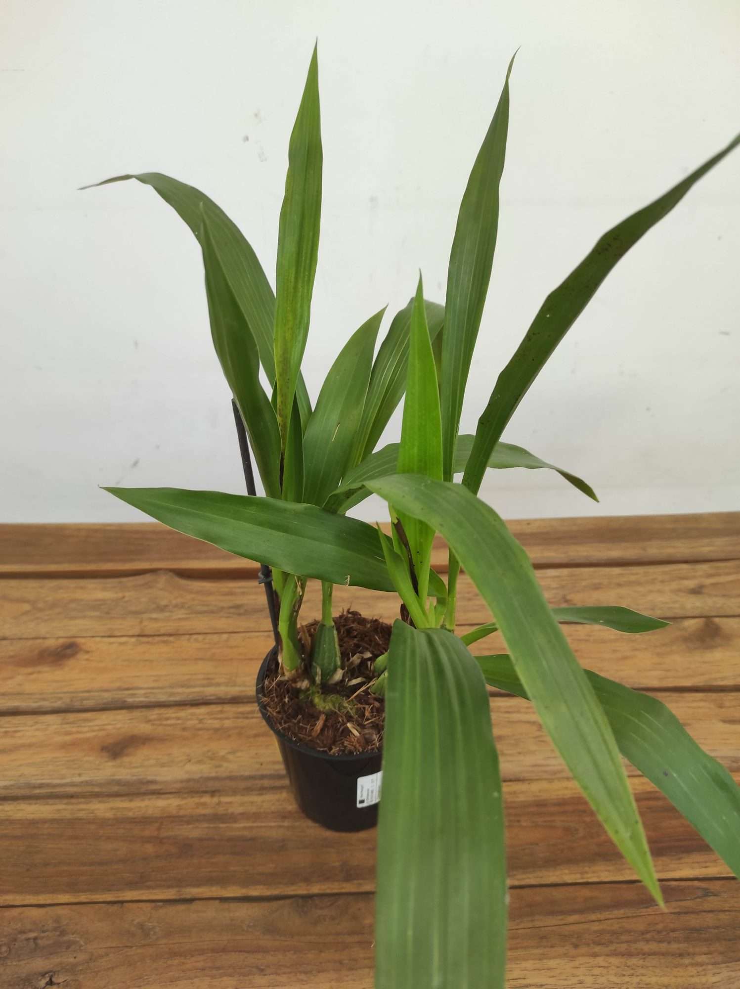 Zygopetalum – V.12