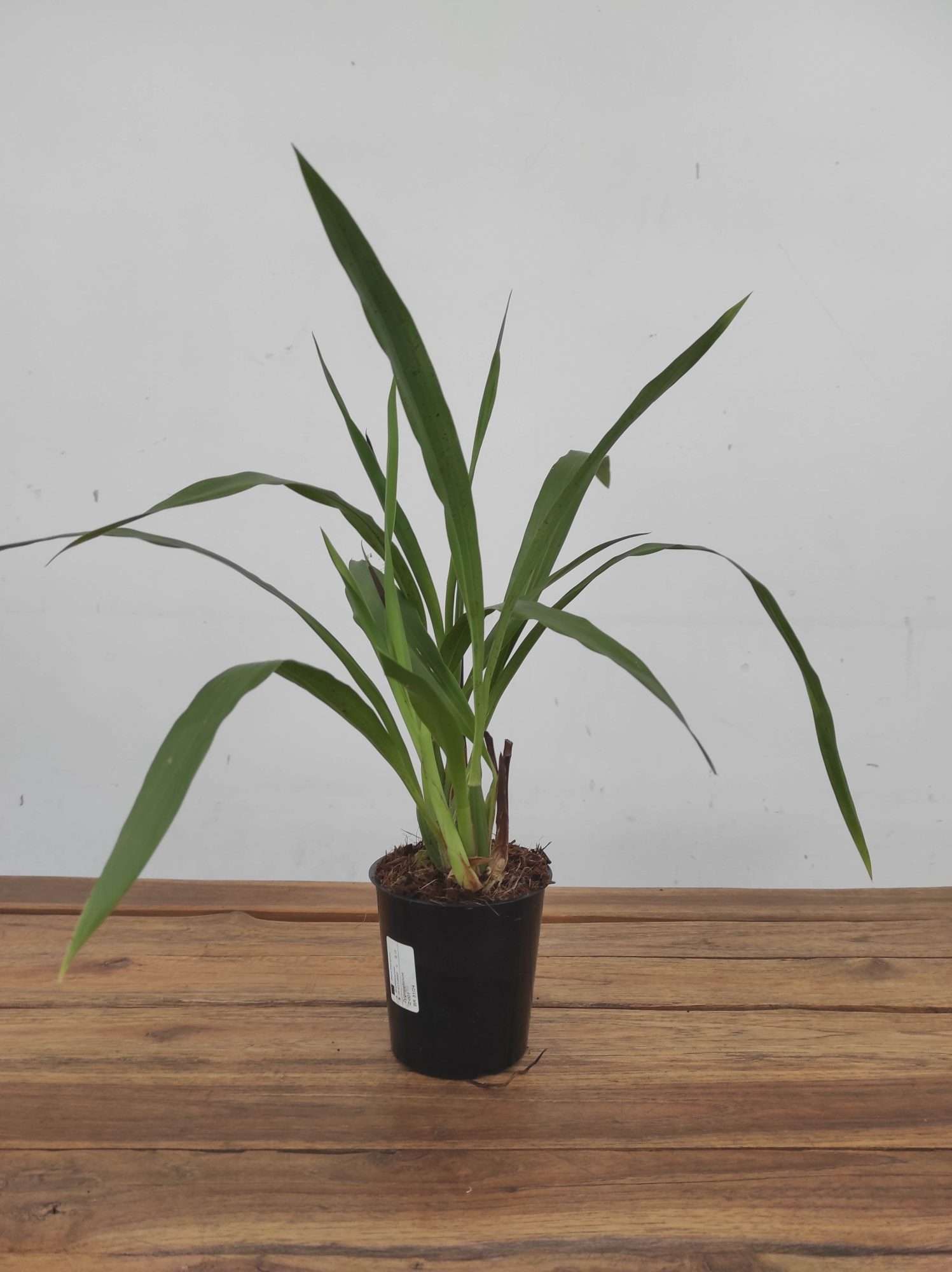 Zygopetalum – V.12 - Image 2