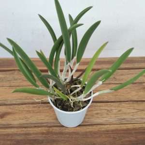 Brassocattleya - V.12