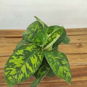 Homalomena 'Camouflage' - V.12