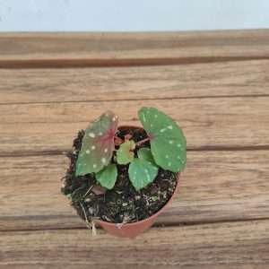 Begonia Betsi - V.8
