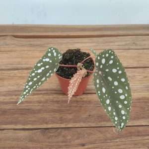 Begonia Sierra Mountain King - V.8